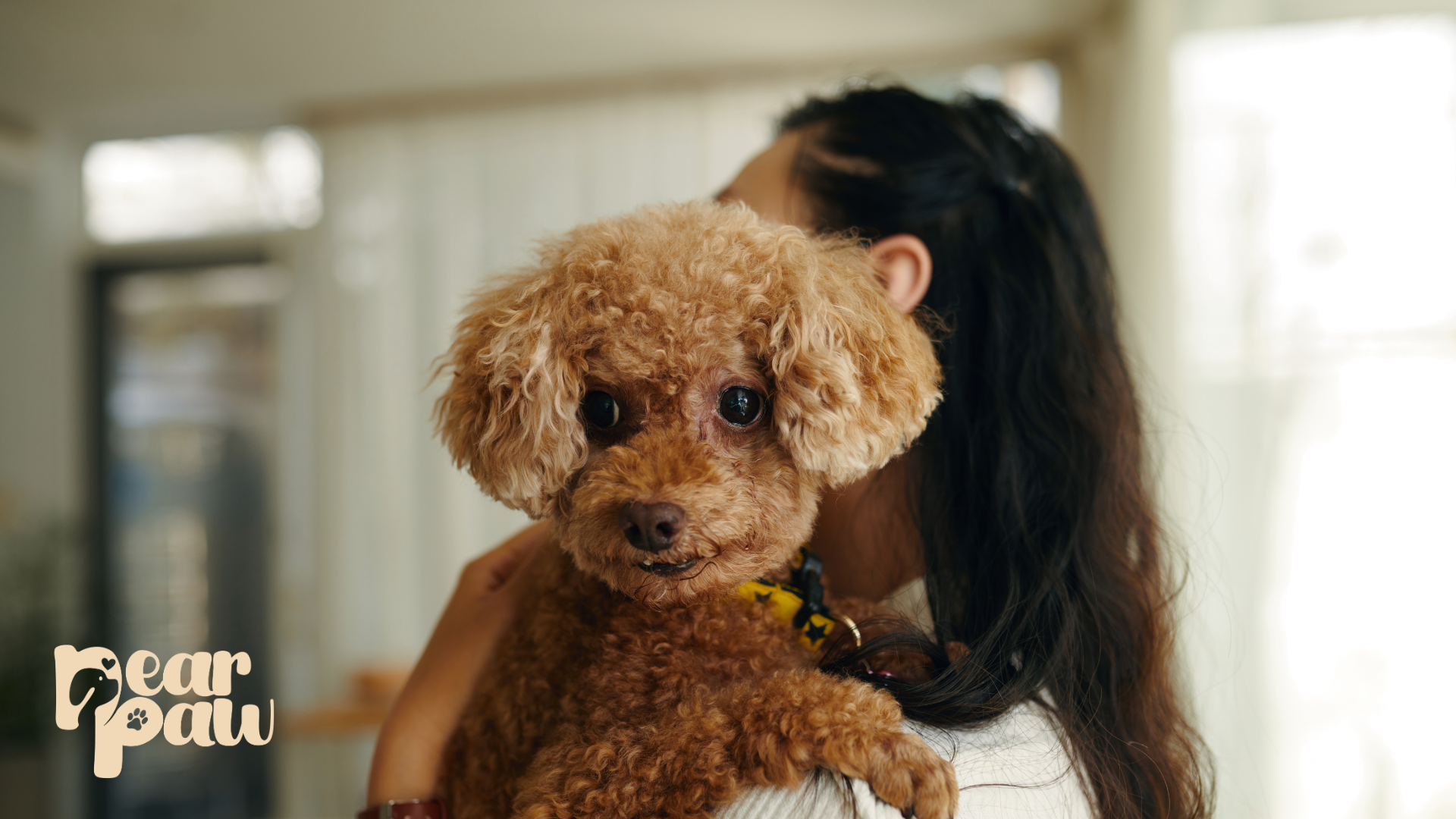 Healthy Natural Dog Treats