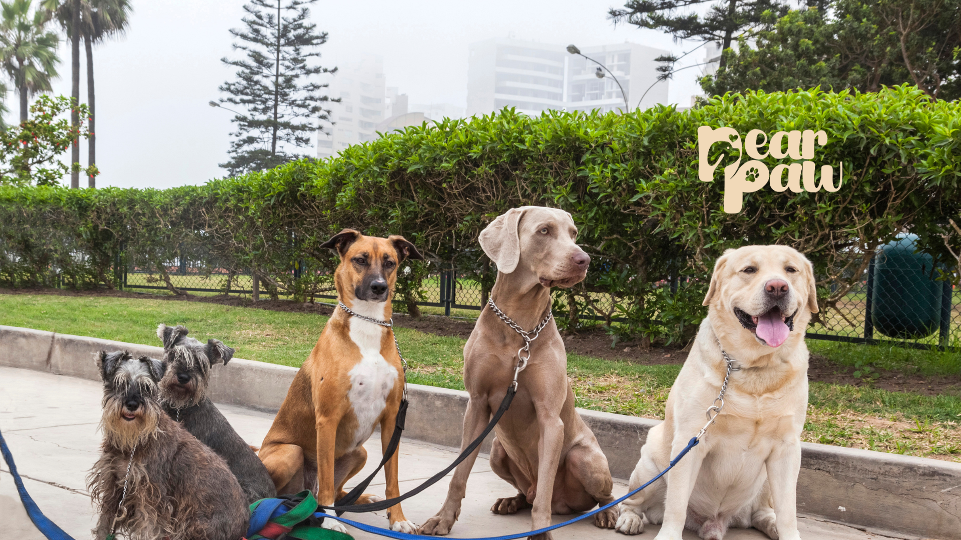 The Top 5 Dog Breeds in the Philippines — #3 Will Surprise You!