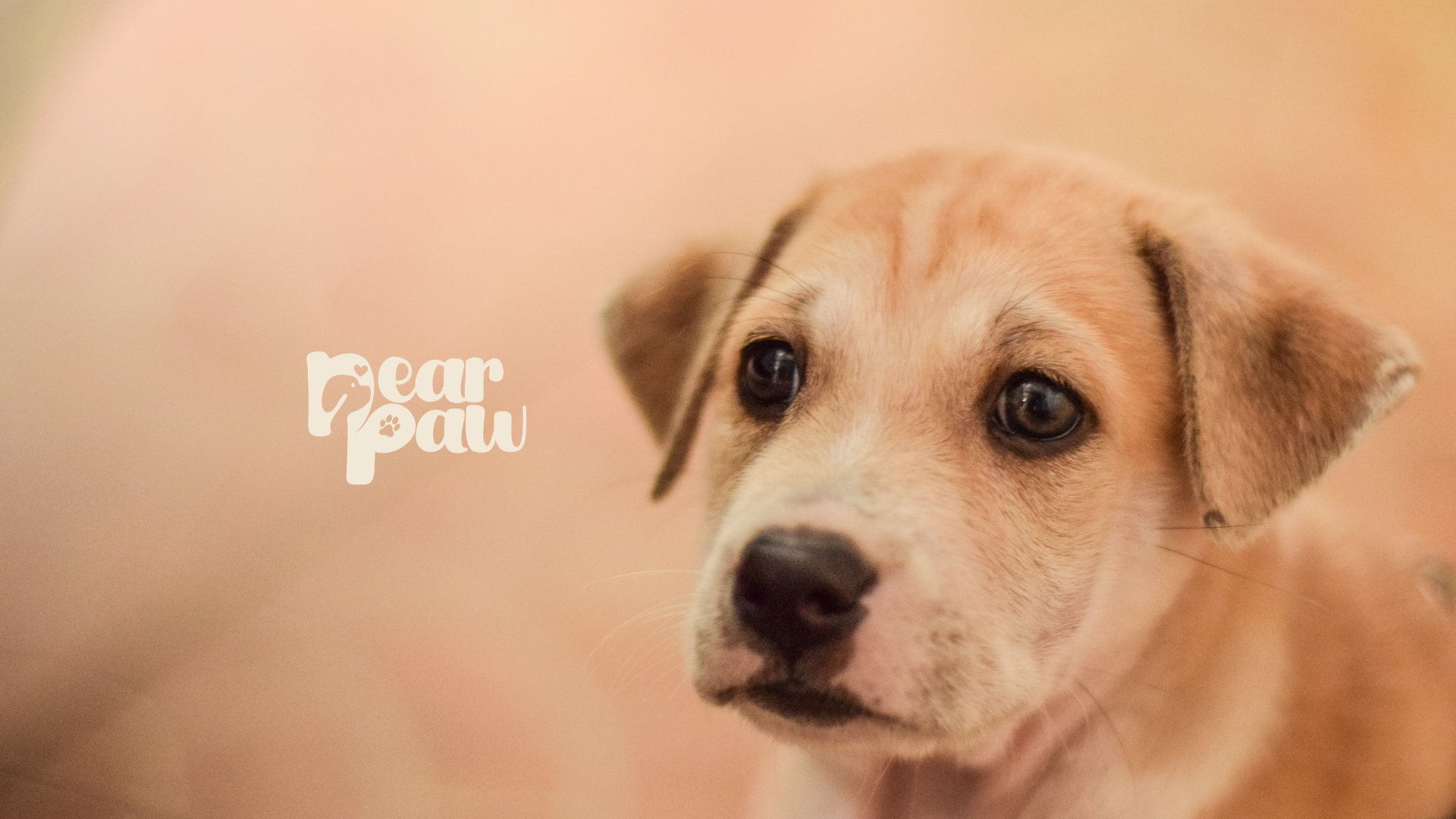 Chicken Breast Dog Treats: Are They Good for Dogs? (Philippines Guide for Pet Parents)