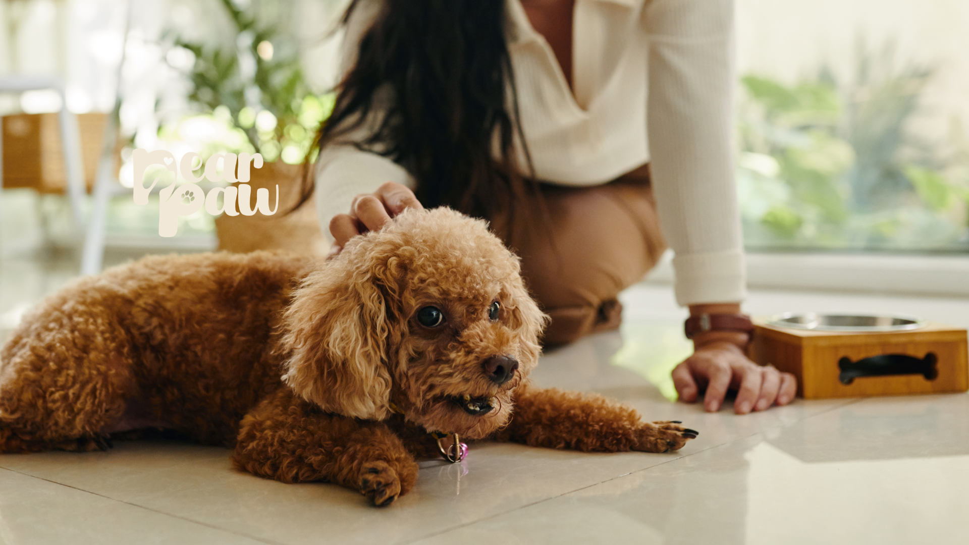 7 Healthy Ways to Reward Your Dog (Without Overfeeding)